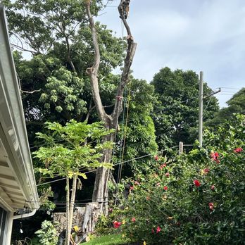 Donahue Arborists - a tree being pruned - Tree Services Near Me Donahue Arborists - a tree being pruned - Tree Services Near Me
