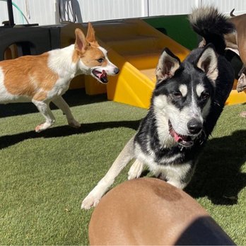 Cinder Hills Boarding Kennel - Pet Sitting Near Me - Flagstaff, Arizona Cinder Hills Boarding Kennel - Pet Sitting Near Me - Flagstaff, Arizona