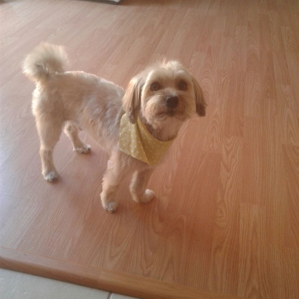 The Grateful Dog Grooming - After! Plus bandana - Pet Groomers Near Me