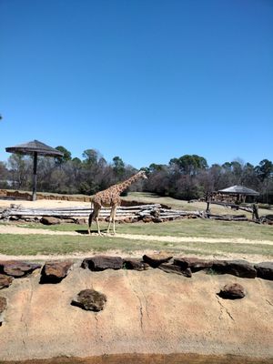 Caldwell Zoo by null