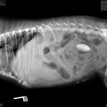 VEG ER for Pets - The X-ray. - Emergency Pet Hospital Near Me - New York, New York VEG ER for Pets - The X-ray. - Emergency Pet Hospital Near Me - New York, New York