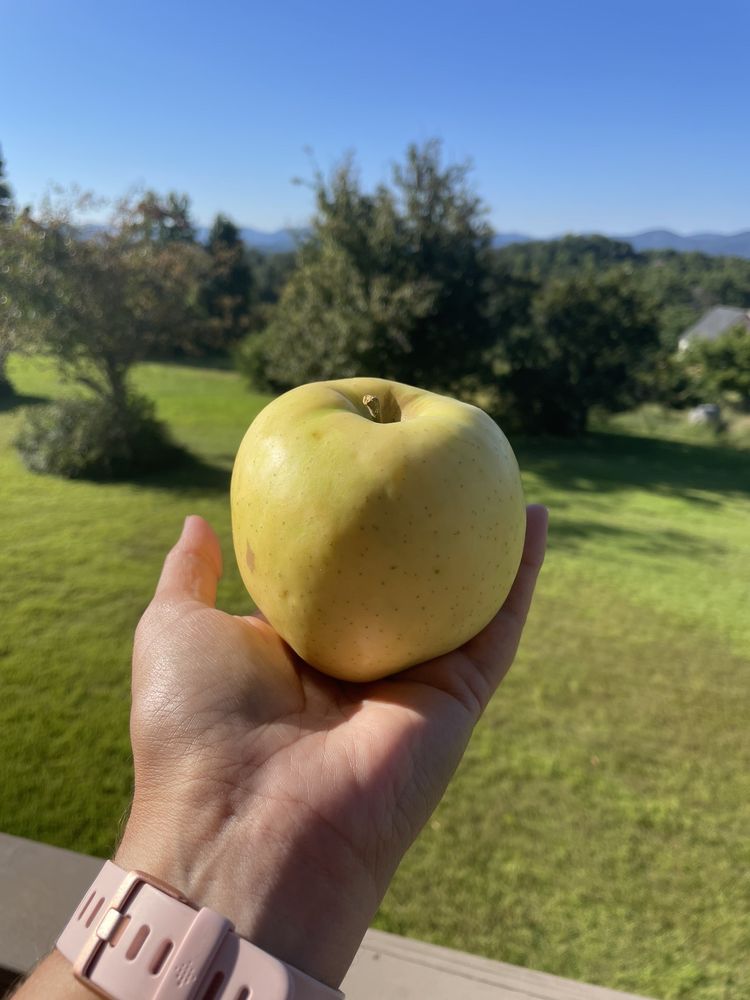NORTH CAROLINA APPLE FESTIVAL Updated March 2025 43 Photos & 20 Reviews 318 N Main St