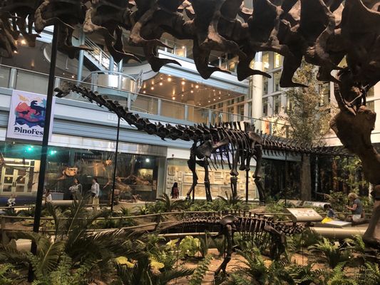 Carnegie Museum of Natural History by null