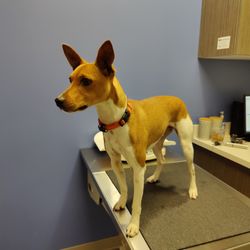 Mountainside Veterinary Hospital - Rascal at his checkup - before all the shots!