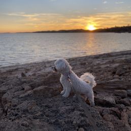 Dog walk at sunset Dog walk at sunset