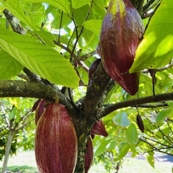 21 Degrees Estate - Cacao bean - Tours Near Me - Kaneohe, Hawaii 21 Degrees Estate - Cacao bean - Tours Near Me - Kaneohe, Hawaii