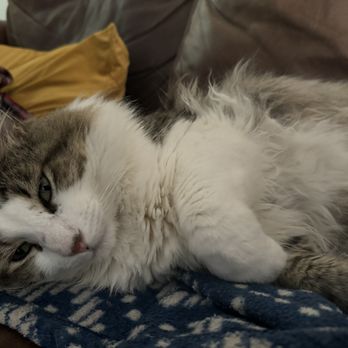 Carolyn's Mobile Cat Grooming - Before - Pet Groomers Near Me
