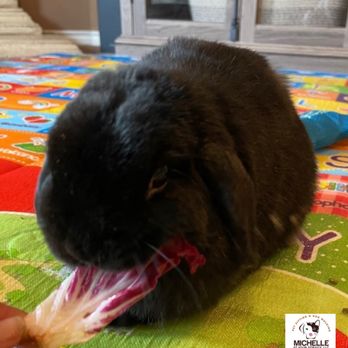 Michelle At Your Service - Pet Sitting Near Me - McKinney, Texas Michelle At Your Service - Pet Sitting Near Me - McKinney, Texas