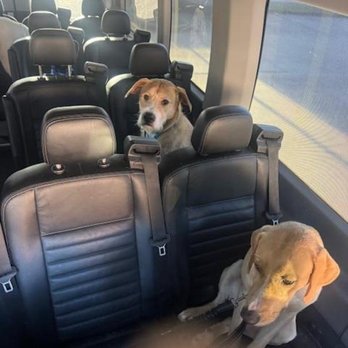 Doggie Bus - Pet Transportation Near Me Doggie Bus - Pet Transportation Near Me