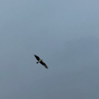 Sail Acadia - Osprey - Fishing Near Me - Southwest Harbor, Maine