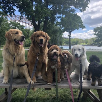 Delighted Pets - Dog Walkers Near Me - Manhattan, New York Delighted Pets - Dog Walkers Near Me - Manhattan, New York