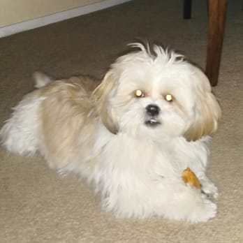 Hap-E-Dog Natural Food & Barkery - Mikey with his "Yak milk bone". He loves them! - Pet Stores Near Me - Henderson, Nevada Hap-E-Dog Natural Food & Barkery - Mikey with his "Yak milk bone". He loves them! - Pet Stores Near Me - Henderson, Nevada
