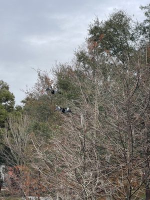 Audubon Center for Birds of Prey by null