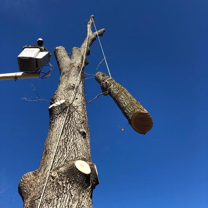 Brothers' Tree Service - tree service in Watertown, CT