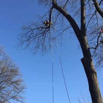 Truax’s Tree Service - Tree Services Near Me Truax’s Tree Service - Tree Services Near Me