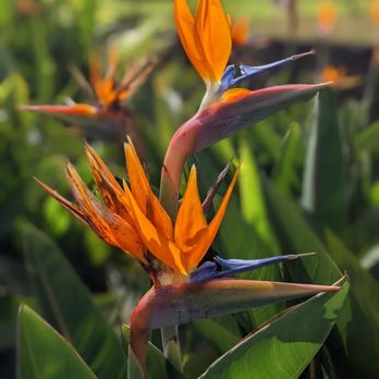 Ocean Green Landscape and Maintenance - Bird of paradise - Landscaping Near Me Ocean Green Landscape and Maintenance - Bird of paradise - Landscaping Near Me