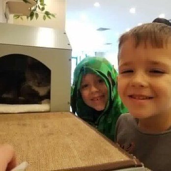 Catopia Cat Cafe - Pet Adoption Near Me - Albuquerque, New Mexico