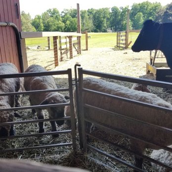 Westmoor Park - Sheep - Parks Near Me - West Hartford, Connecticut Westmoor Park - Sheep - Parks Near Me - West Hartford, Connecticut