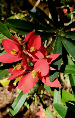 Fairchild Tropical Botanic Garden by null