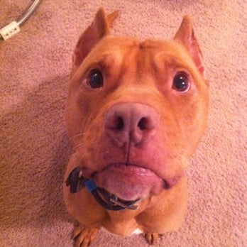 Purrfect Pet Services - Alesia's Red nose Pitbull Dayton - Pet Sitting Near Me Purrfect Pet Services - Alesia's Red nose Pitbull Dayton - Pet Sitting Near Me