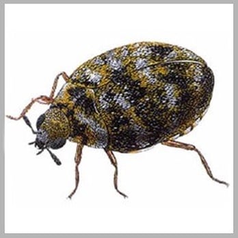Advance Tech Pest Control - Carpet beetle - Pest Control Near Me - Queens, New York Advance Tech Pest Control - Carpet beetle - Pest Control Near Me - Queens, New York