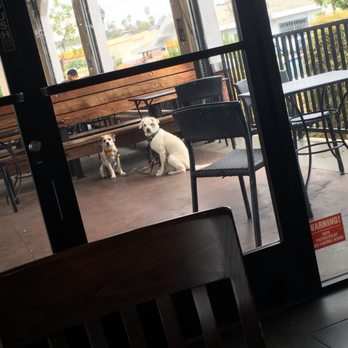Starbucks - We're only here coz he trying to get those bonus reward points #DogsoftheRock #dogsatstarbucks - Coffee & Tea Near Me - Los Angeles, California