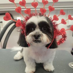 Studio Fifty Fur Mobile Pet Grooming - All ready for valentine's valentine's day