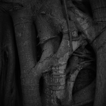 A.D. Barnes Park - Tree trunk - Parks Near Me - Miami, Florida