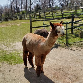 Faraway Farm Alpacas - Farms Near Me - Yorktown Heights, New York Faraway Farm Alpacas - Farms Near Me - Yorktown Heights, New York