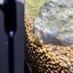 The Arium Shop - Snail in aquascape