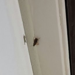Bugs on door frame Bugs on door frame