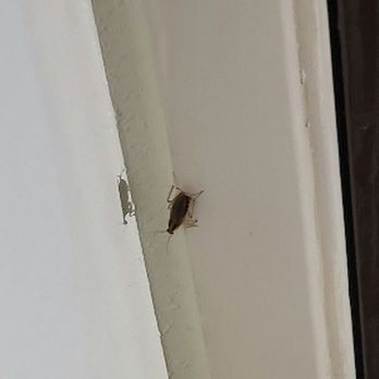 Sleep Inn Historic - Bugs on door frame - Hotels Near Me - Williamsburg, Virginia Sleep Inn Historic - Bugs on door frame - Hotels Near Me - Williamsburg, Virginia