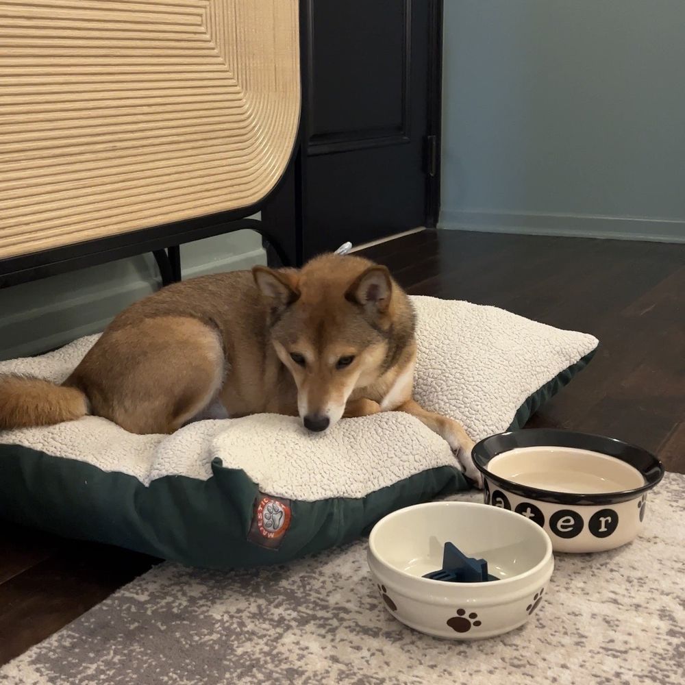 Kimpton Canary Hotel - Room service provided 2 dog bowls & a bed - Hotels Near Me - Santa Barbara, California