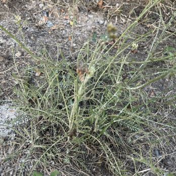 TruGreen - yarrow, defoliated by June bugs - Landscaping Near Me - North Andover, Massachusetts