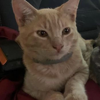 Companion Pet Clinic - My Simba. Last Seen at Companion Pet Clinic in Gresham. Lost by staff members. - Veterinarians Near Me - Gresham, Oregon