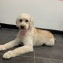 Photo of Happy Pup Spa