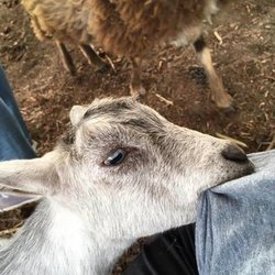 Goatgram