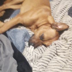 Labcorp - My dog
