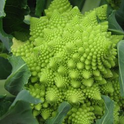 High Ground Organics - Broccoli Romanesco takes the prize for coolest vegetable!