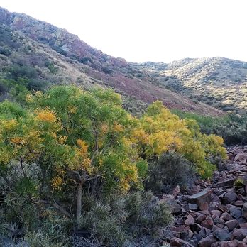 Franklin Mountains State Park - Agave trail in the fall - Parks Near Me - El Paso, Texas Franklin Mountains State Park - Agave trail in the fall - Parks Near Me - El Paso, Texas