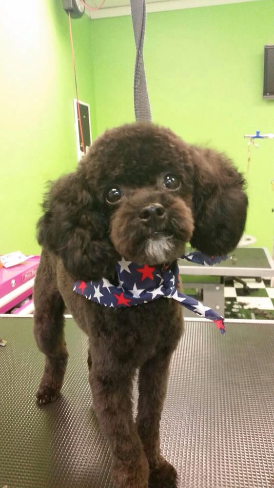 DIPPITY DO DOG - 20 Photos & 31 Reviews - 6601 Sugar Valley Dr