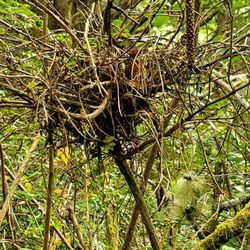 Kenanna RV Resort - Bird nest