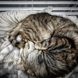 Heavenly Paws Pet Aquamation - Mitty all comfy and snoozing.