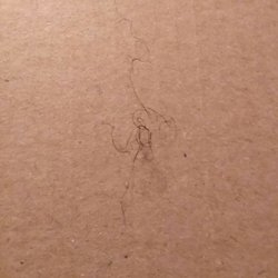 Domino's Pizza - Photo of hair