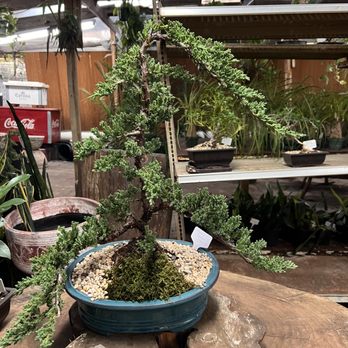 Sunshine Miniature Trees - Juniper Bonsai - Nurseries & Gardening Near Me - Dallas, Texas