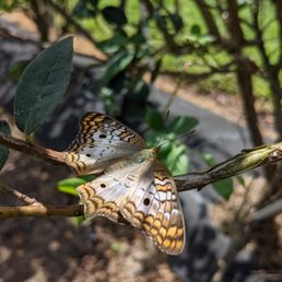 a butterfly resting on a branch a butterfly resting on a branch