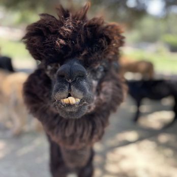 Canzelle Alpacas - Farms Near Me - Carpinteria, California