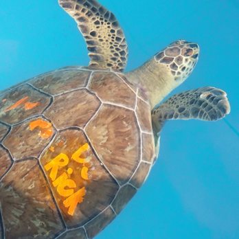 The Turtle Hospital - Veterinarians Near Me - Marathon, Florida The Turtle Hospital - Veterinarians Near Me - Marathon, Florida