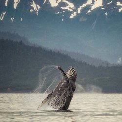Seaman's Ecotour Adventures - Humpback breaching