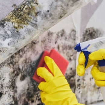 Texas License Professional - We offer professional mold cleaning services to keep your home or business safe, healthy, and mold-free. - Environmental Testing Near Me - Austin, Texas Texas License Professional - We offer professional mold cleaning services to keep your home or business safe, healthy, and mold-free. - Environmental Testing Near Me - Austin, Texas